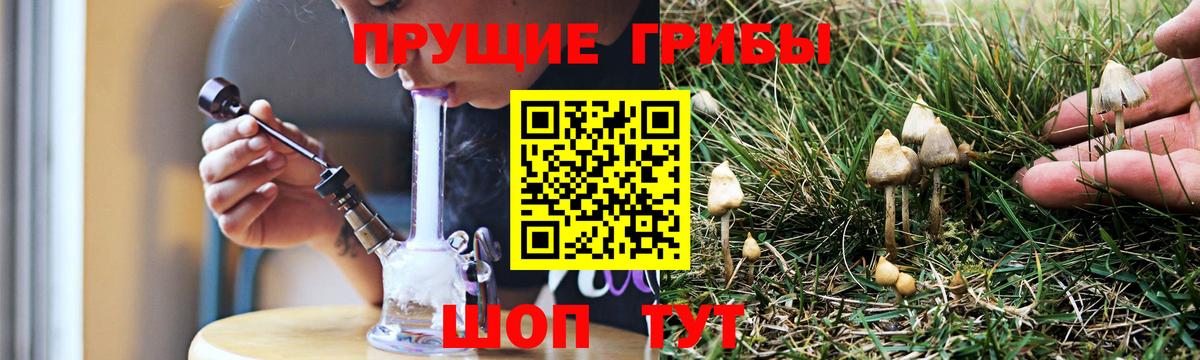 Энгельс  Псилоцибиновые грибы мухоморы  Вход с VPN  Галлюциногенные грибы Psilocybine cubensis 