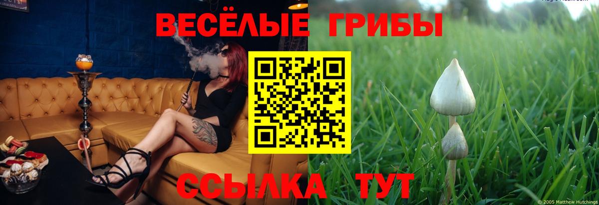 Псилоцибиновые грибы Psilocybine cubensis Энгельс